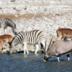 ETOSHA: FAUNA SALVAJE EN NAMIBIA